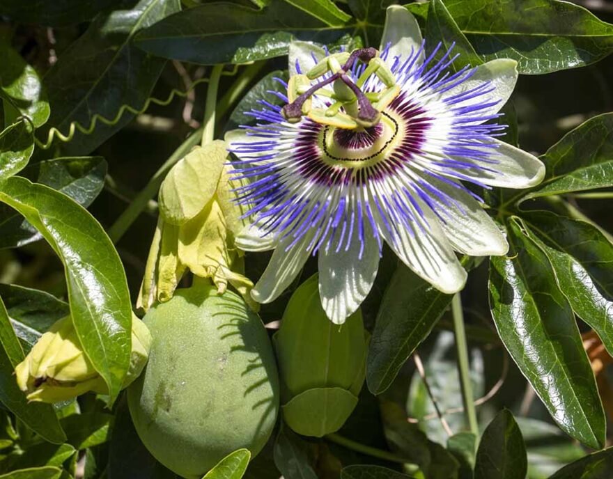 Passiflora czyli marakuja kwiat i owoce
